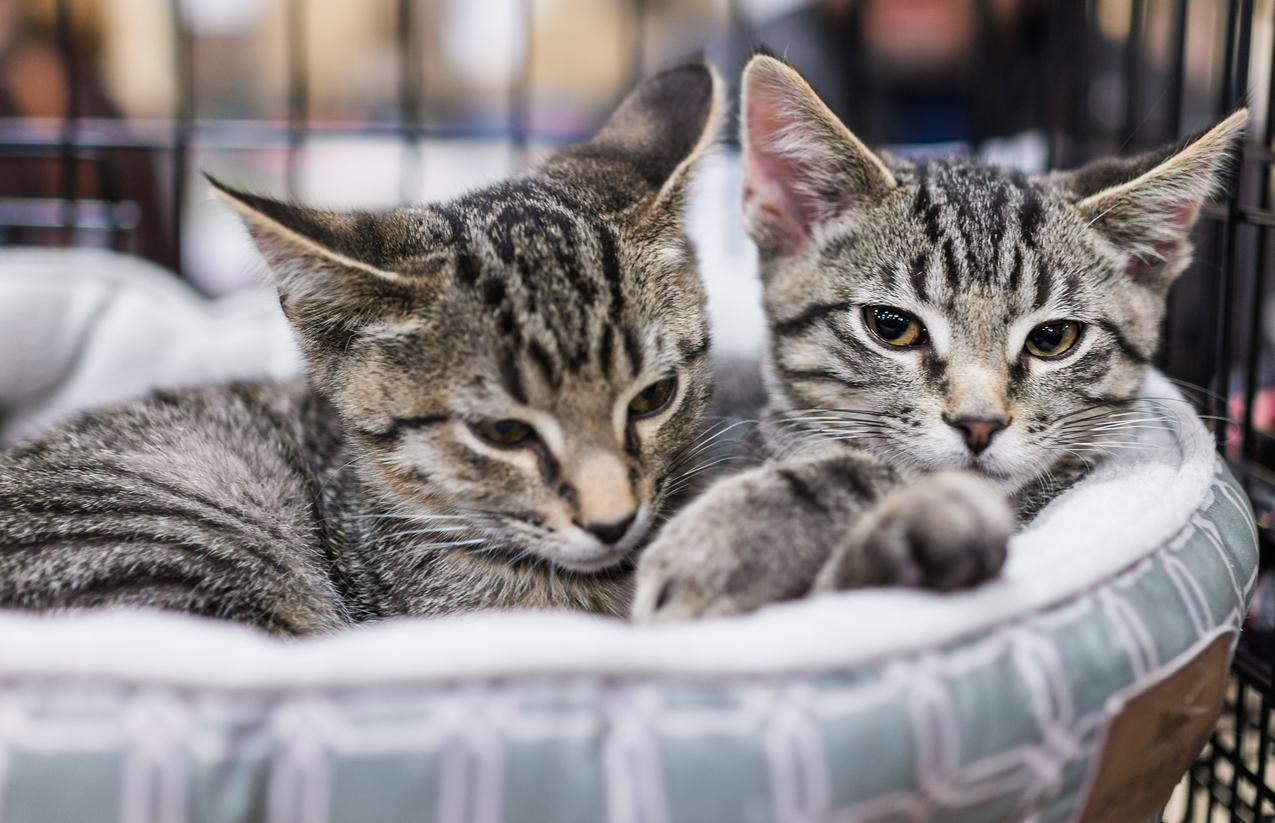 South Korea detects H5N1 avian flu in shelter cats CIDRAP